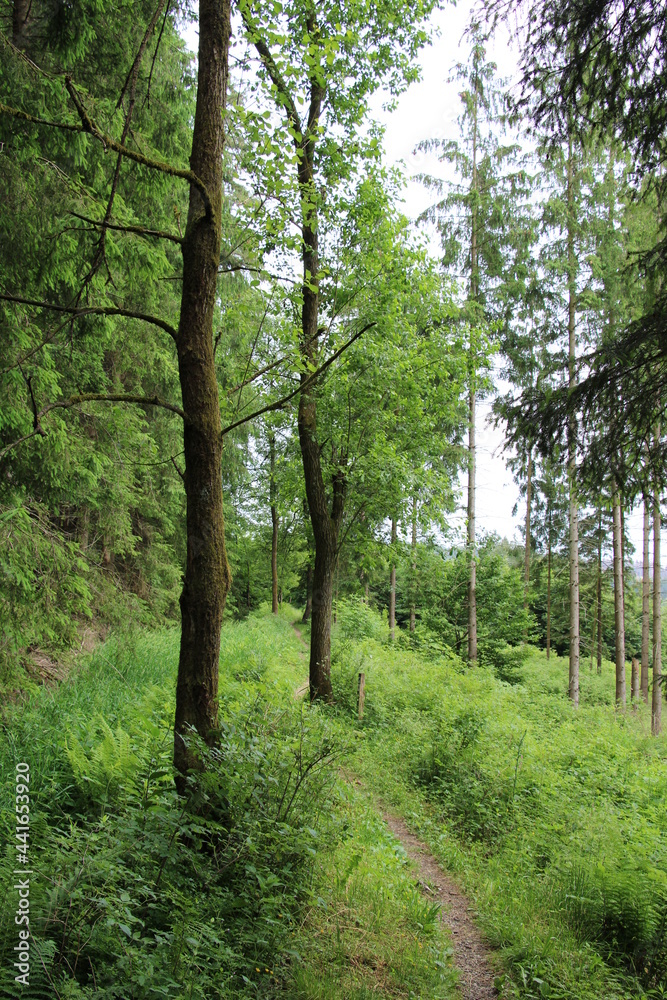 Wanderung auf dem Harzer Baudensteig (Hiking on the Harz Mountains Baudensteig) | On the trail Wanderung auf dem Harzer Baudensteig (Hiking on the Harz Mountains Baudensteig) | On the trail