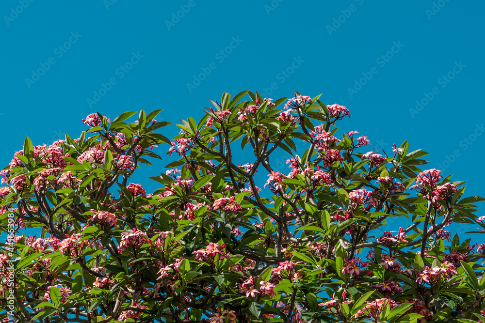 Flower. Plumeria  is a genus of flowering plants in the family Apocynaceae. frangipani .Koko Crater Botanical Garden，Honolulu, Oahu, Hawaii
