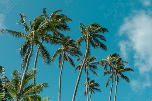Coconut palm tree   The Kahala Hotel   Resort    Honolulu  Oahu  Hawaii