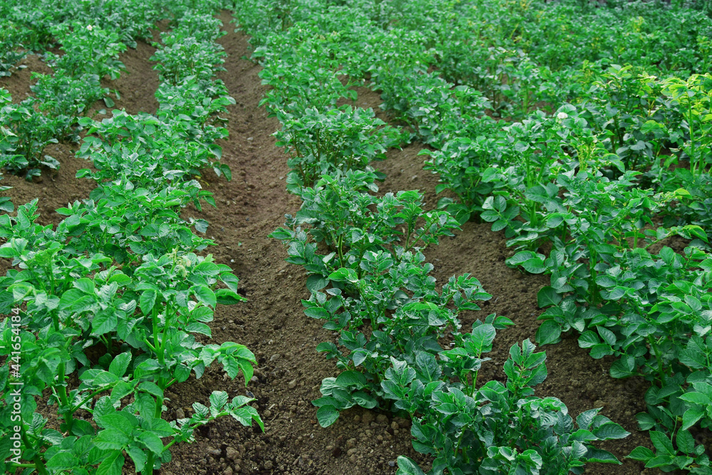 Rows of young potato plants in the field selective focus. Concept of growing an agricultural crop is potatoes