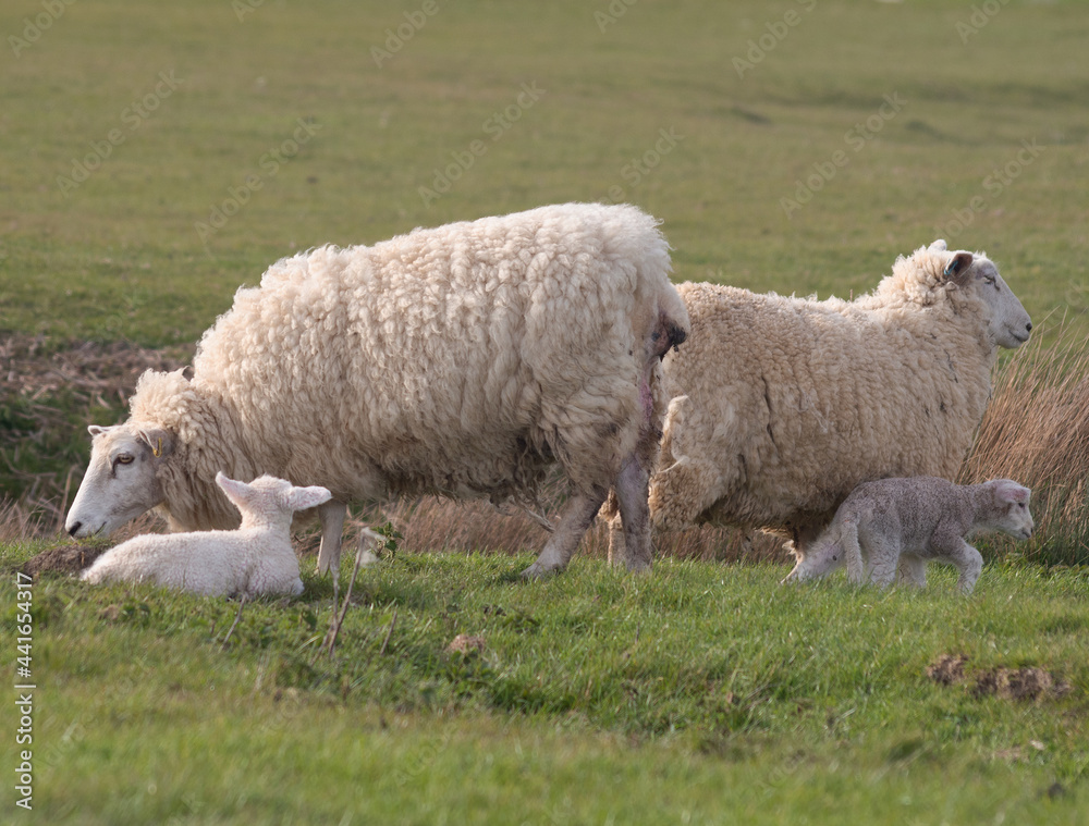 Obraz premium Ewes and Lambs.