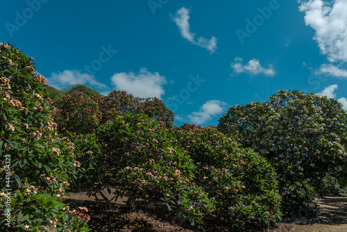 Flower. Plumeria  is a genus of flowering plants in the family Apocynaceae. frangipani .Koko Crater Botanical Garden   Honolulu  Oahu  Hawaii 