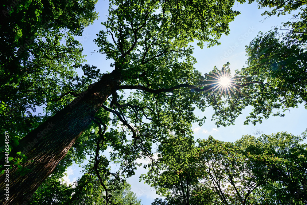 Fototapeta premium Wald Baum Sonnenstern