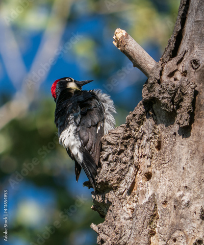 Acorn Woodpecker perched on tree in Oak Woodland 1 photo