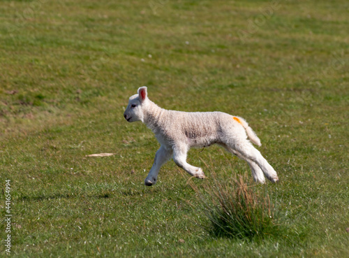 Happy Lamb.