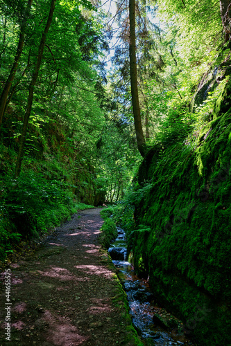 Wald Bach Fels 