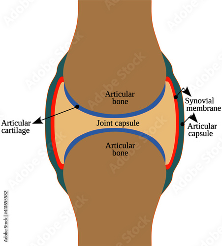 Structure of a Synovial Joint photo