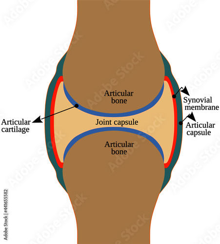 Structure of a Synovial Joint