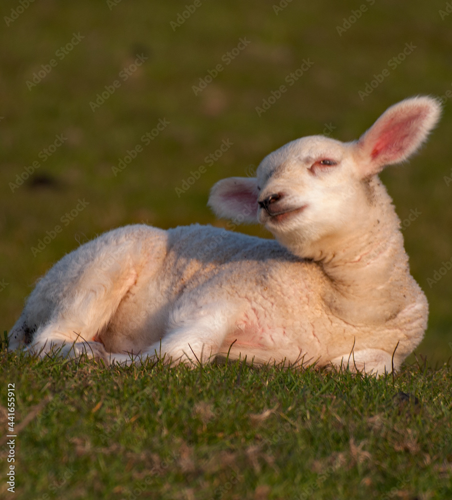 Fototapeta premium Cute Lamb