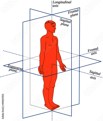 Anatomical Planes and axes in a Human-All body movements occur in different planes and around different axes photo