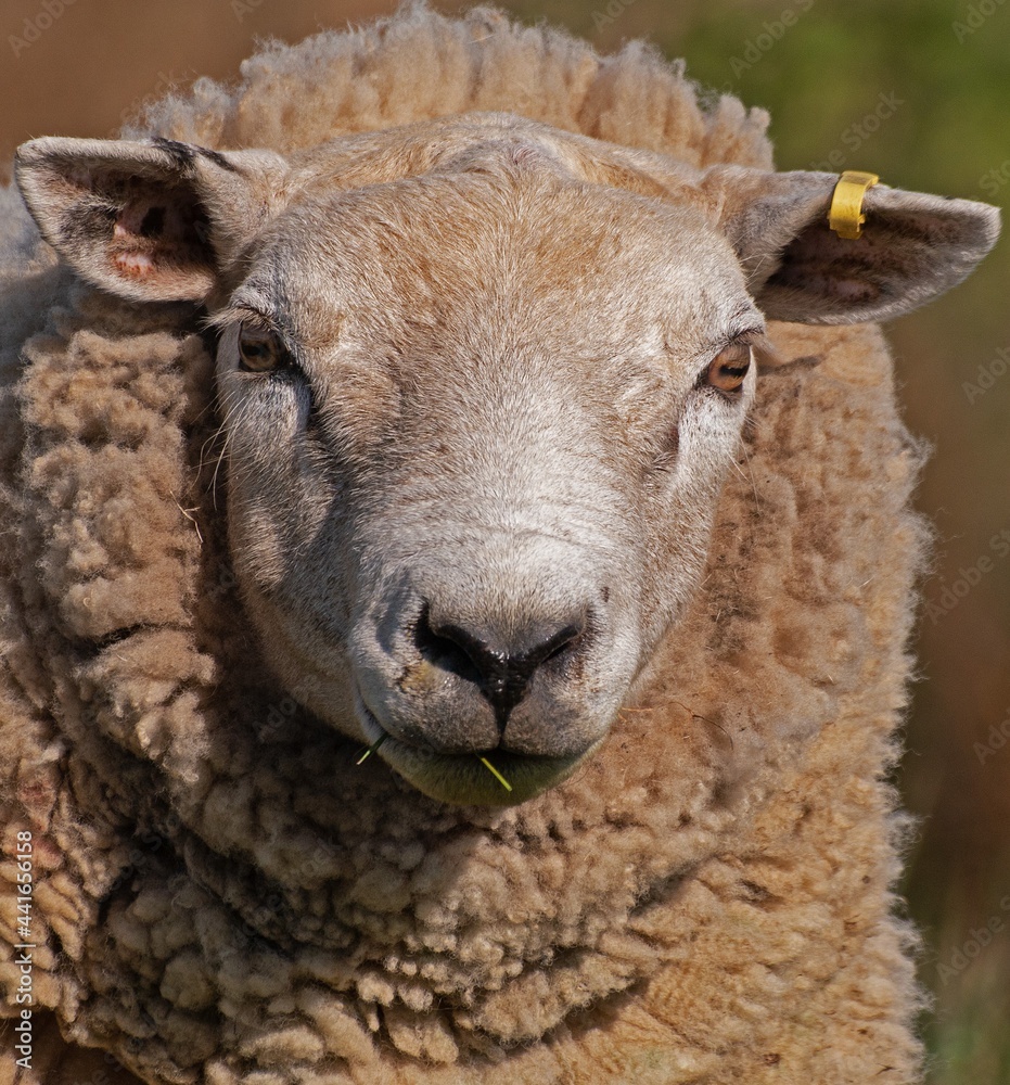 Sheep Portrait.