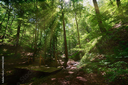 Wald  Sonnenstrahlen 