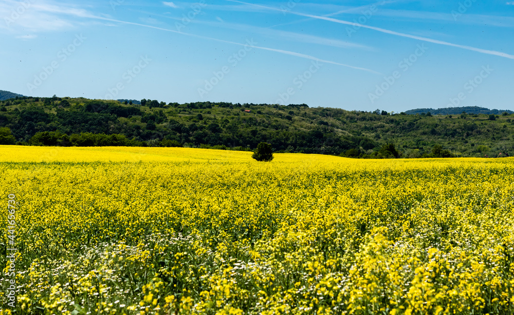 Landscape of nature with a field full of yellow flowers, contrasting with the blue of the sky, in the plain area near the Danube river, in Romania