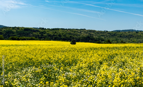 Landscape of nature with a field full of yellow flowers  contrasting with the blue of the sky  in the plain area near the Danube river  in Romania