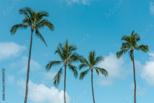 palm tree. Waikiki, Honolulu, Oahu, Hawaii.  © youli