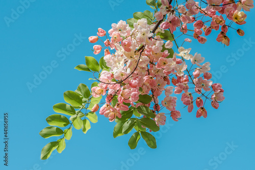 Flowers, Cassia javanica, Java cassia, pink shower, apple blossom tree and rainbow shower tree,  family Fabaceae. Ainahau Triangle / Fort DeRussy Beach Park, Waikiki, Honolulu, Oahu, Hawaii photo