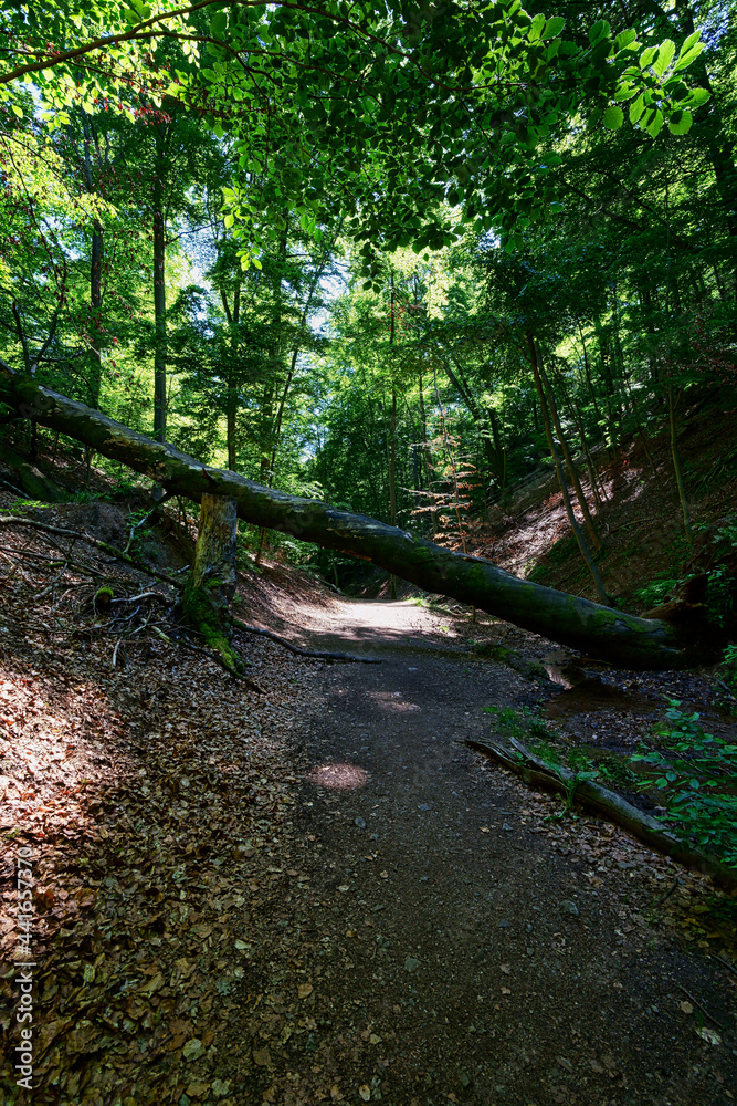 Obraz premium Wald Bäume 