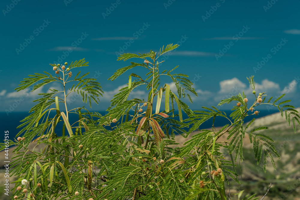 Leucaena leucocephala is a small fast-growing mimosoid tree. jumbay, white leadtree, river tamarind, ipil-ipil, and white popinac. Koko Crater Railway Trail, Honolulu, Oahu, Hawaii