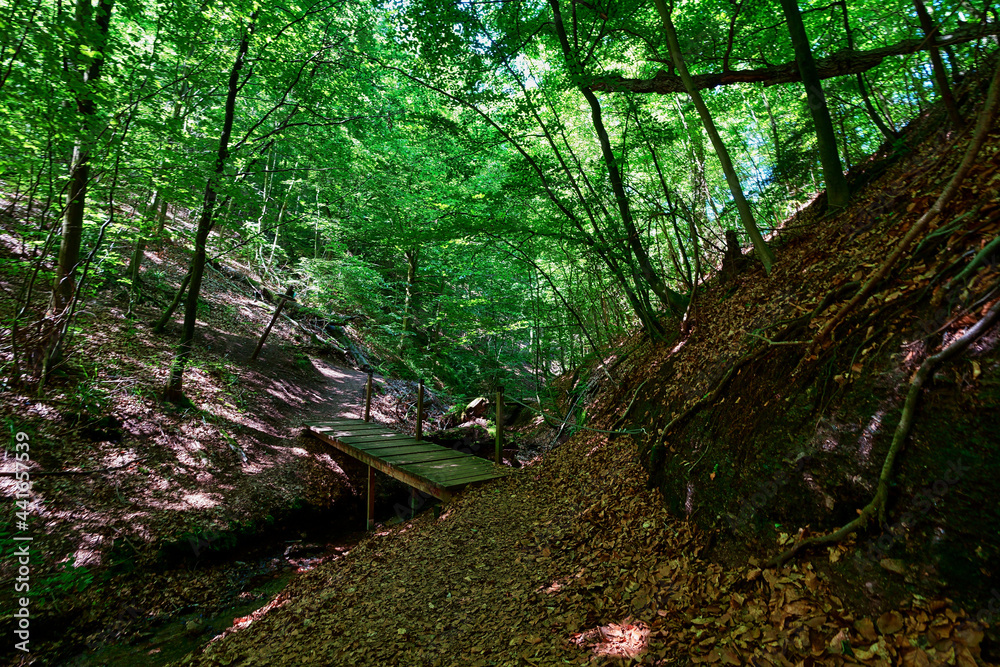 Obraz premium Wald Bäume Brücke
