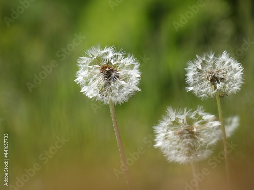 Dandelion seedheads  Taraxacum officinale  on the meadow  Gdansk  Poland