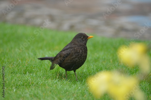 blackbird on the grass