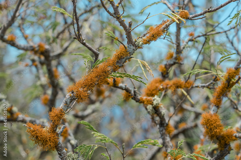  Leucaena leucocephala is a small fast-growing mimosoid tree. Teloschistes flavicans,  golden hair-lichen is a lichen，Top of koko head，koko crater railway trail, Honolulu, Oahu, Hawaii