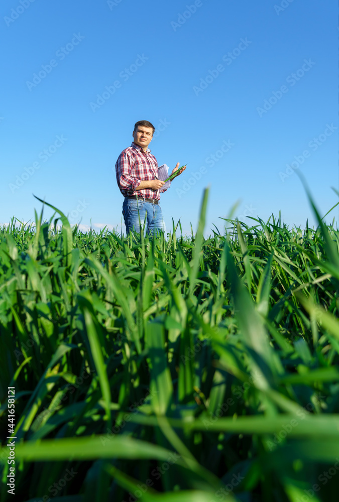 a man as a farmer poses in a field, dressed in a plaid shirt and jeans, checks reports and inspects young sprouts crops of wheat, barley or rye, or other cereals, a concept of agriculture and agronomy