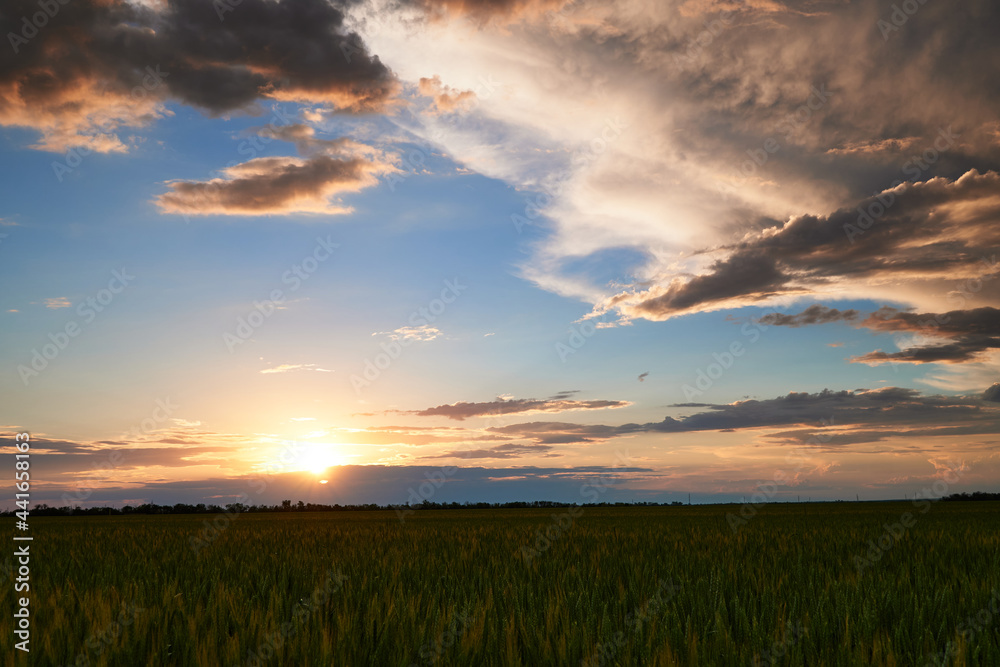 Sunset in young wheat field, barley, rye. Young green wheat sprouts of grain crops. Agricultural land.