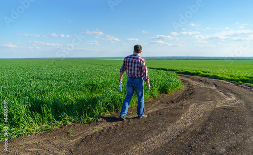 a man as a farmer walking along the field, dressed in a plaid shirt and jeans, checks and inspects young sprouts crops of wheat, barley or rye, or other cereals, a concept of agriculture and agronomy