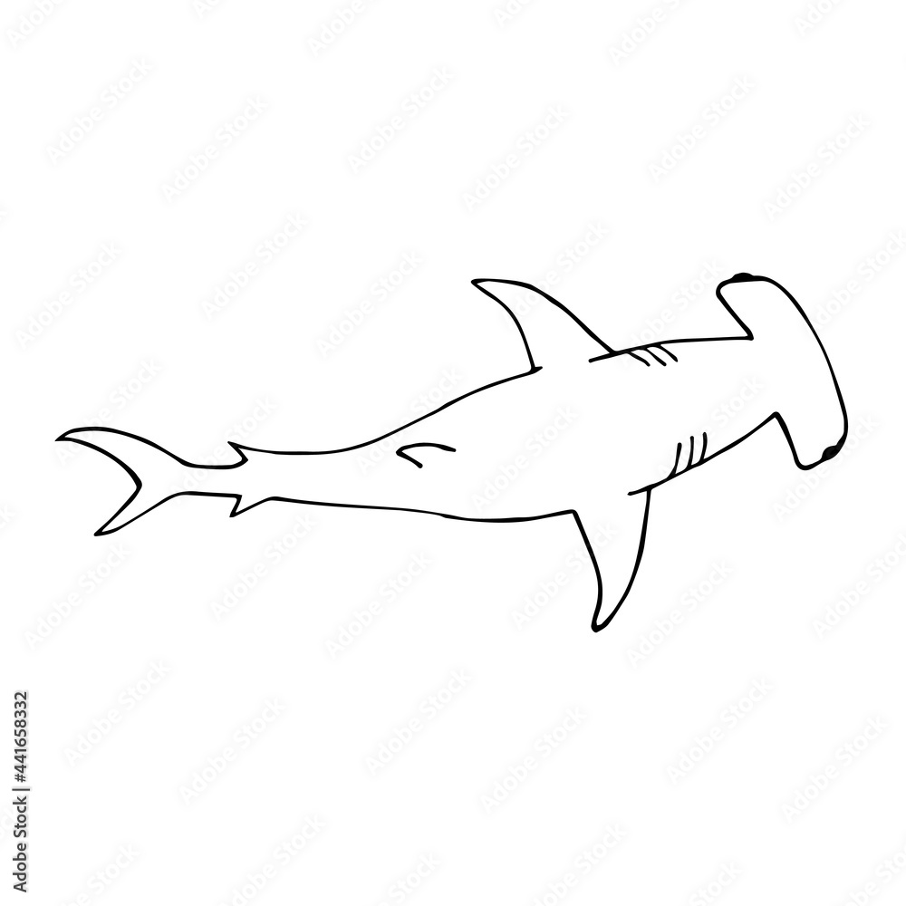 Vector hand drawn doodle sketch hammerhead shark isolated on white background Vector hand drawn doodle sketch hammerhead shark isolated on white background
