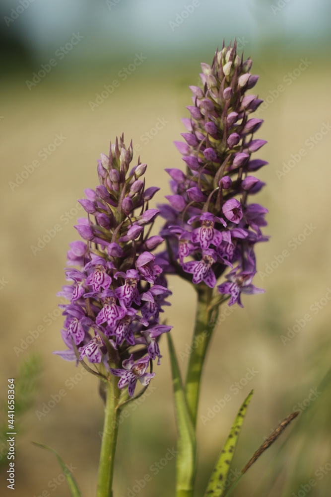 Obraz premium close up of a flower baltic orhids