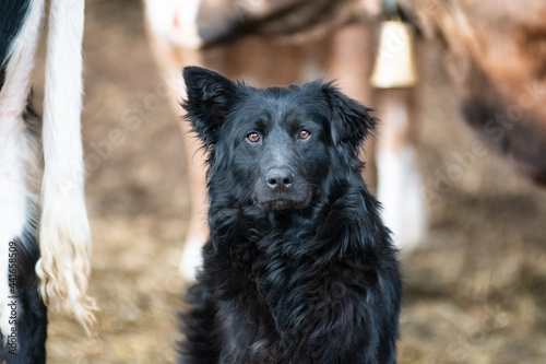 Croatian shepherd dog is standing near cows and watching into camera. One ear is lowered. Blurred background