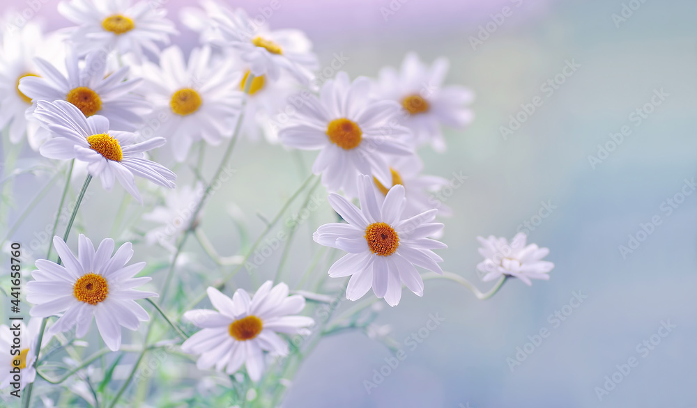 Kwiaty Daisy -stokrotki - obrazy, fototapety, plakaty 