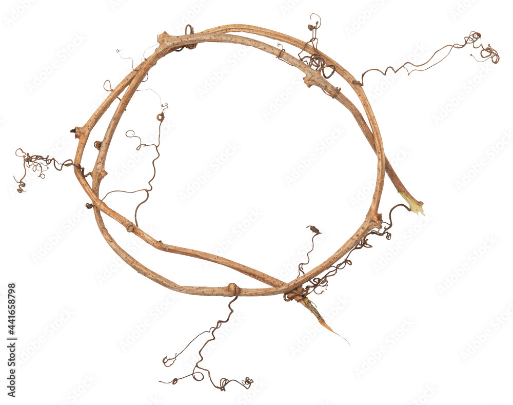 Circle frame and swirl from dry grape branches isolated on white background. Wreath from twigs of wild grape Circle frame and swirl from dry grape branches isolated on white background. Wreath from twigs of wild grape