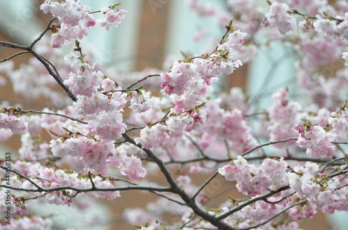 sakura blossom