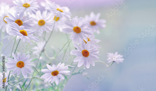 Kwiaty Daisy -stokrotki