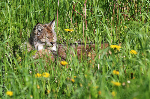 Lynx at Dyea Skagway Alaska photo