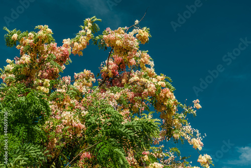 Flowers, Cassia javanica, Java cassia, pink shower, apple blossom tree and rainbow shower tree, family Fabaceae. Ainahau Triangle / Fort DeRussy Beach Park, Waikiki, Honolulu, Oahu, Hawaii