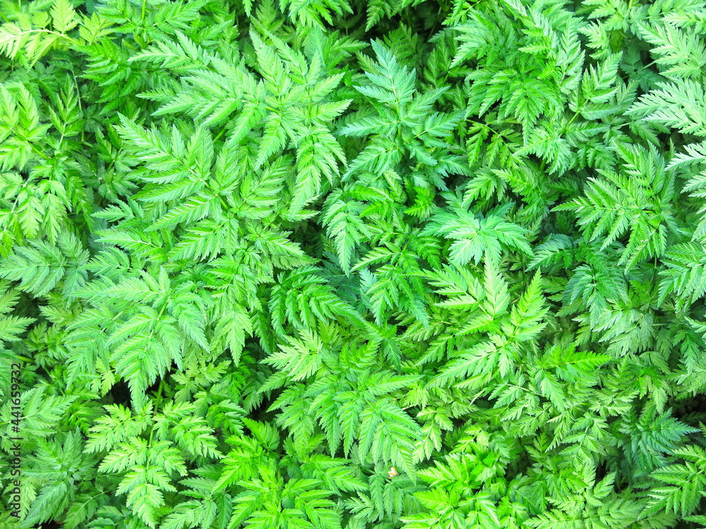 green eco-friendly background of summer openwork grass green eco-friendly background of summer openwork grass