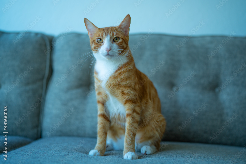 The orange cat at home