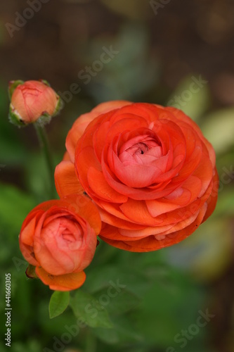 Photo Red ranunculus blooming flower and buds, vertical.