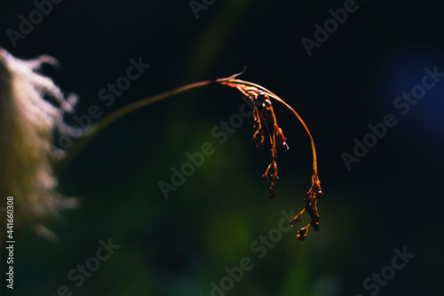 close up of grass in the wind