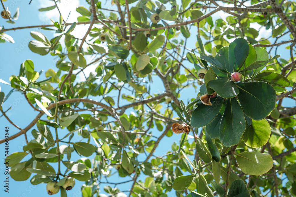 Clusia rosea, the autograph tree, copey, cupey, balsam apple, pitch-apple, and Scotch attorney. Koko Kai Beach Mini Park, Honolulu, Oahu, Hawaii


