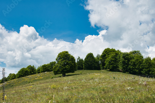 landscape with trees