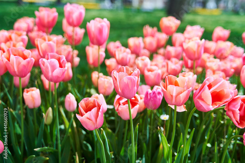 Red beautiful tulips field in spring time with sun rays