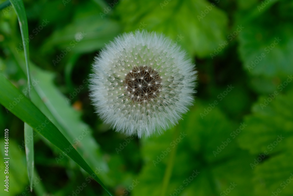 Fluffy dandelion,top view,close-up.Plant in the grass. Fluffy dandelion,top view,close-up.Plant in the grass.