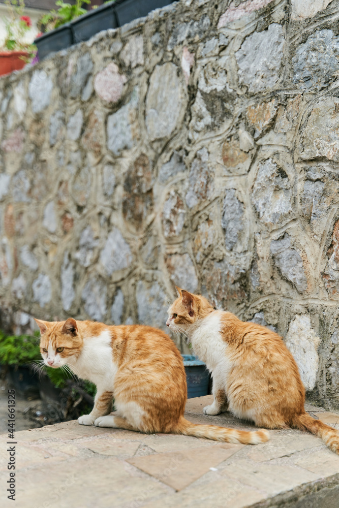 Two identical ginger cats are sitting on the floor