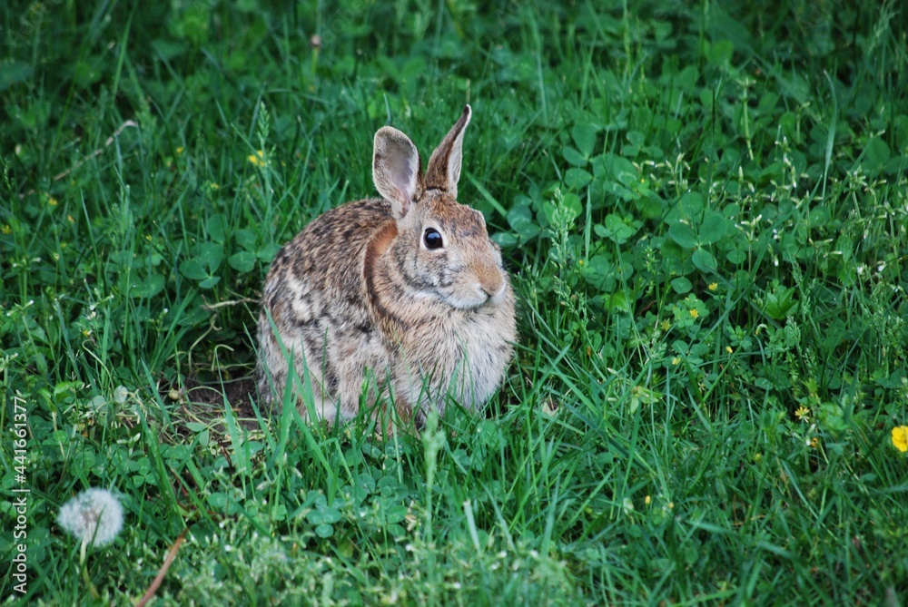 Fototapeta premium Rabbit in Grass