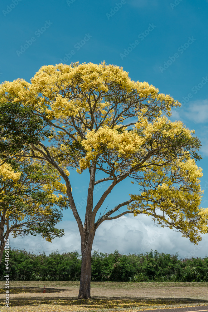 Flower. Tabebuia donnell-smithii (Primavera tree) is one of the yellow-flowered tabebuias. Family Bignoniaceae. Haleiwa, Honolulu, Oahu, Hawaii Flower. Tabebuia donnell-smithii (Primavera tree) is one of the yellow-flowered tabebuias. Family Bignoniaceae. Haleiwa, Honolulu, Oahu, Hawaii