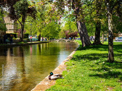 A mallard duck rests beside the River Windrush running through Bourton-on-the-Water – a rural English village nicknamed 'The Venice of the Cotswolds'.  photo